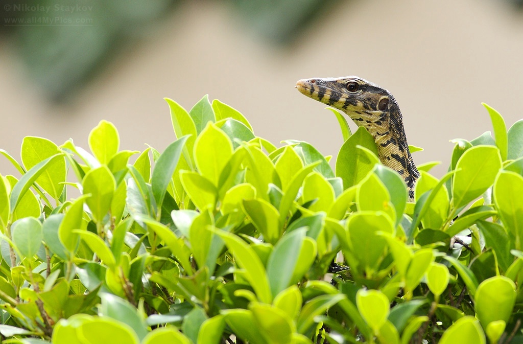 Malayan water monitor (Varanus salvator) – Birds Photographer – Nikolay ...